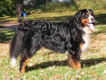 Danilo von den Brüner Höhen