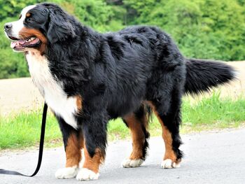 wizard z lubinia wielkopolskiego